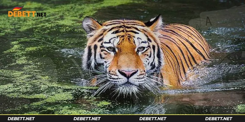 Những cặp số đẹp khi mơ thấy con hổ
