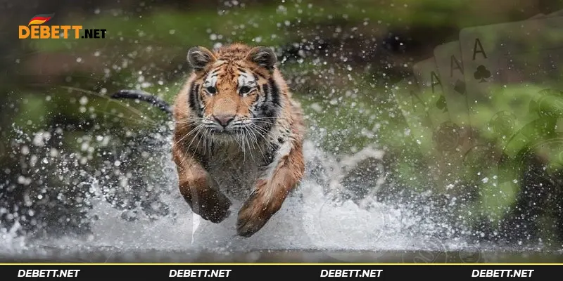 Chiêm bao con hổ đang rượt theo mình